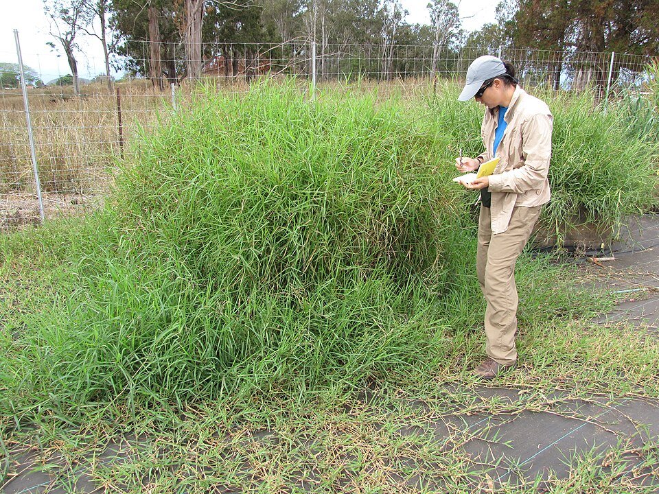 Star Grass
