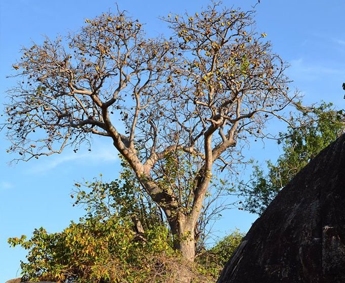 Sterculia