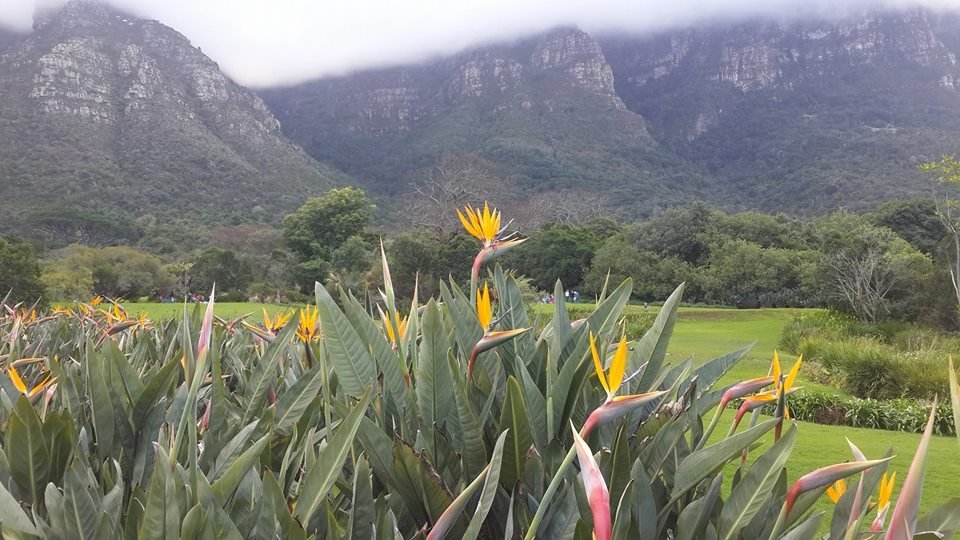Strelitzia Species