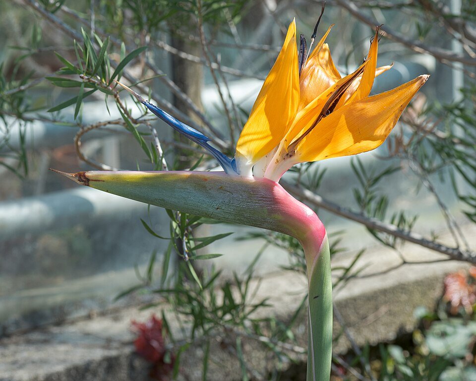Strelitzia