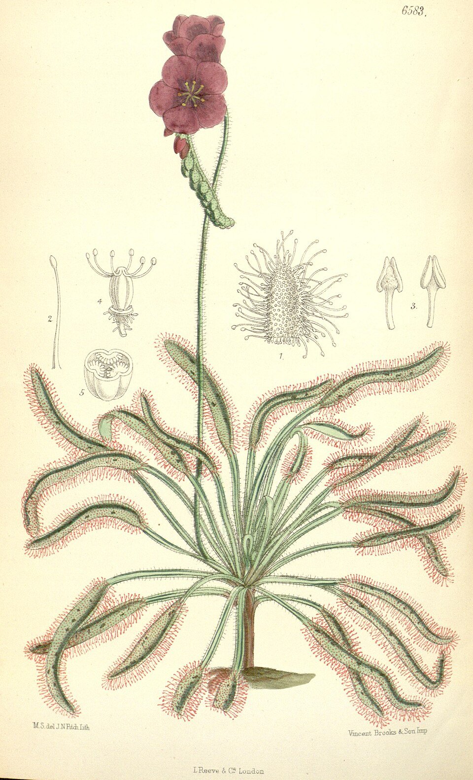 Sundews