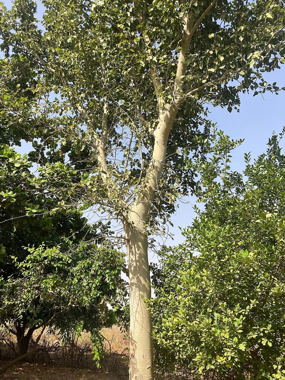 Sycamore Fig