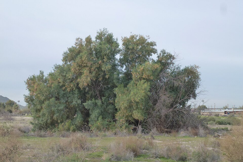 Tamarisk