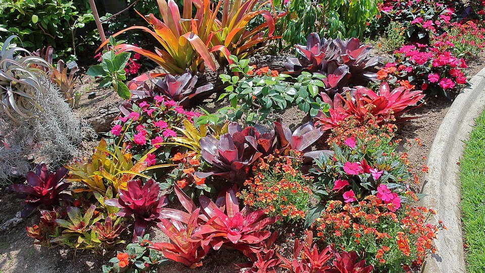 Tanzania Endemic Plants
