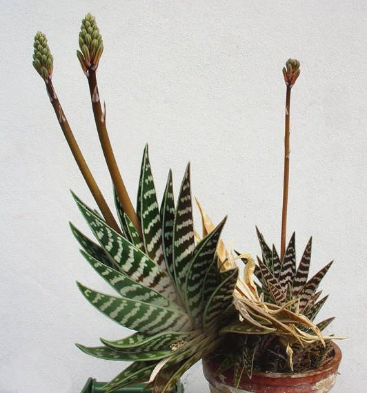 Tiger Aloe