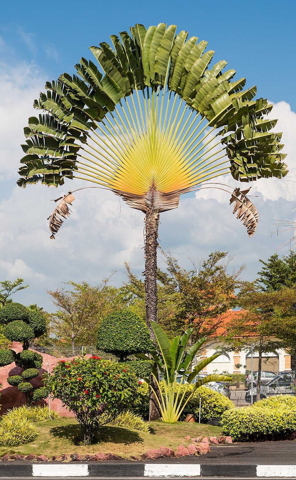 Traveller's Palm