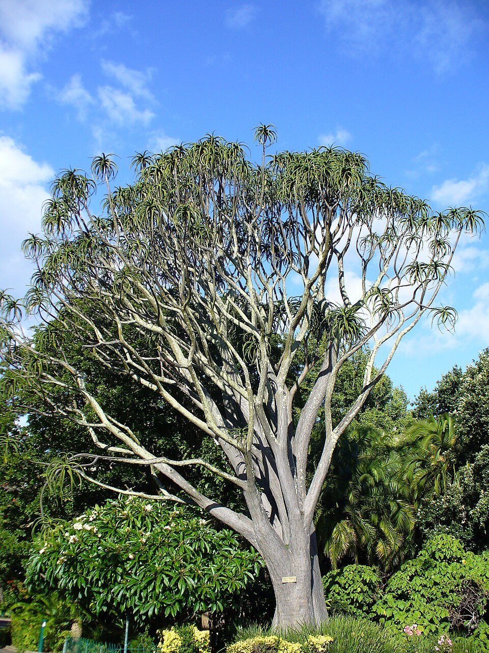 Tree Aloe