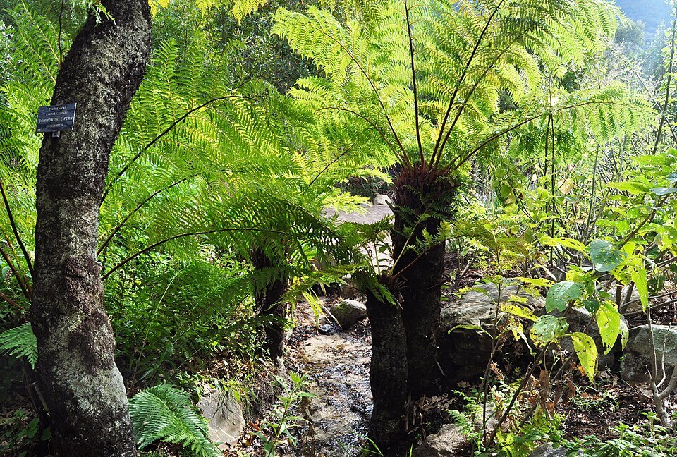 Tree Ferns