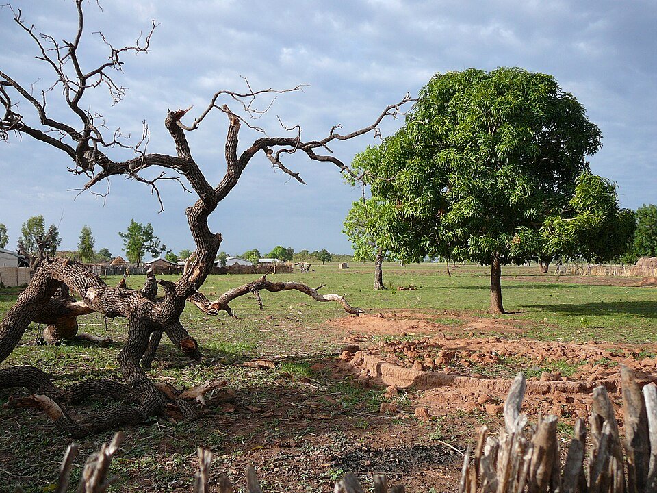 Tropical Fruit Trees
