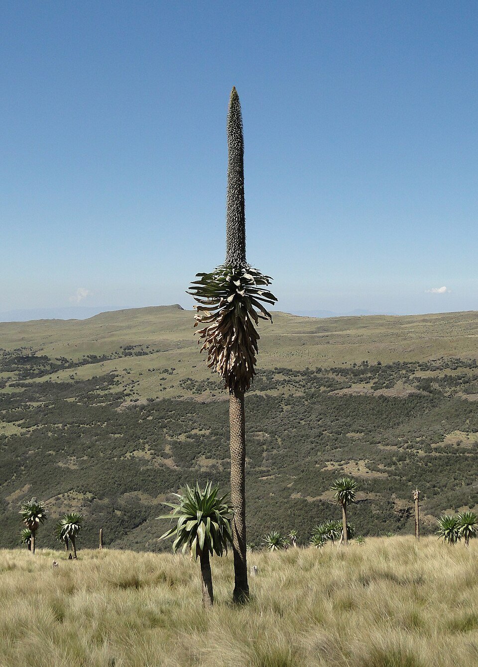 Udzungwa Endemic Plants