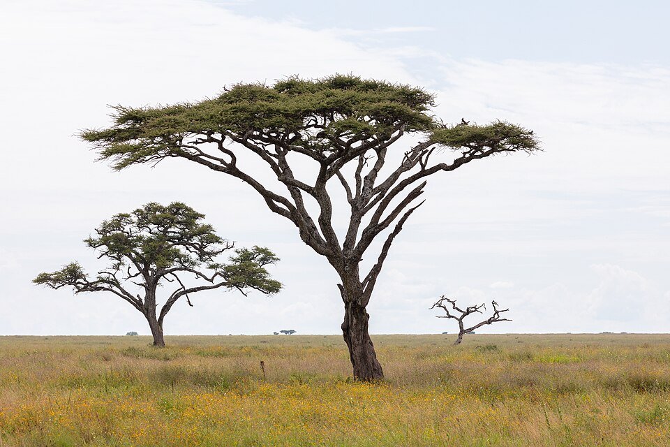 Umbrella Thorn