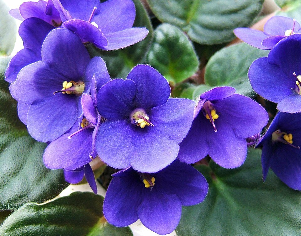 Usambara Endemic Plants