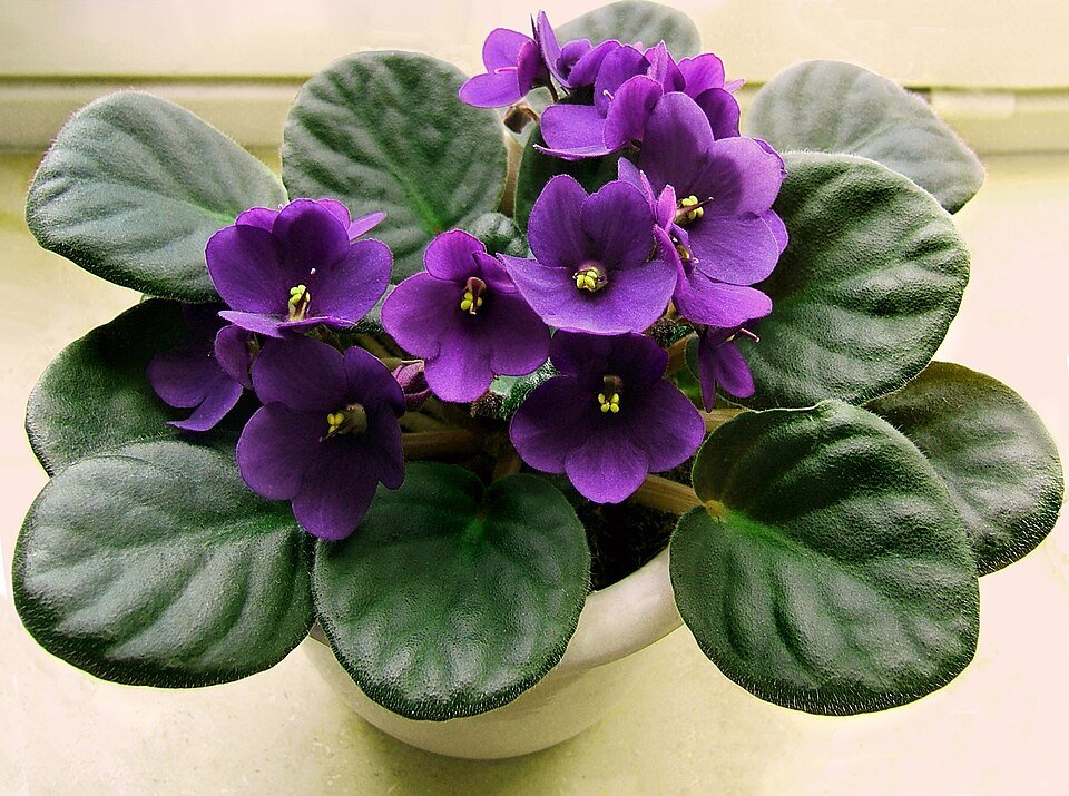 Usambara Violet
