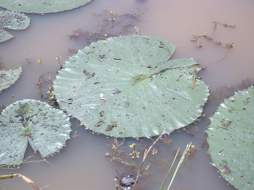 Utricularia Species