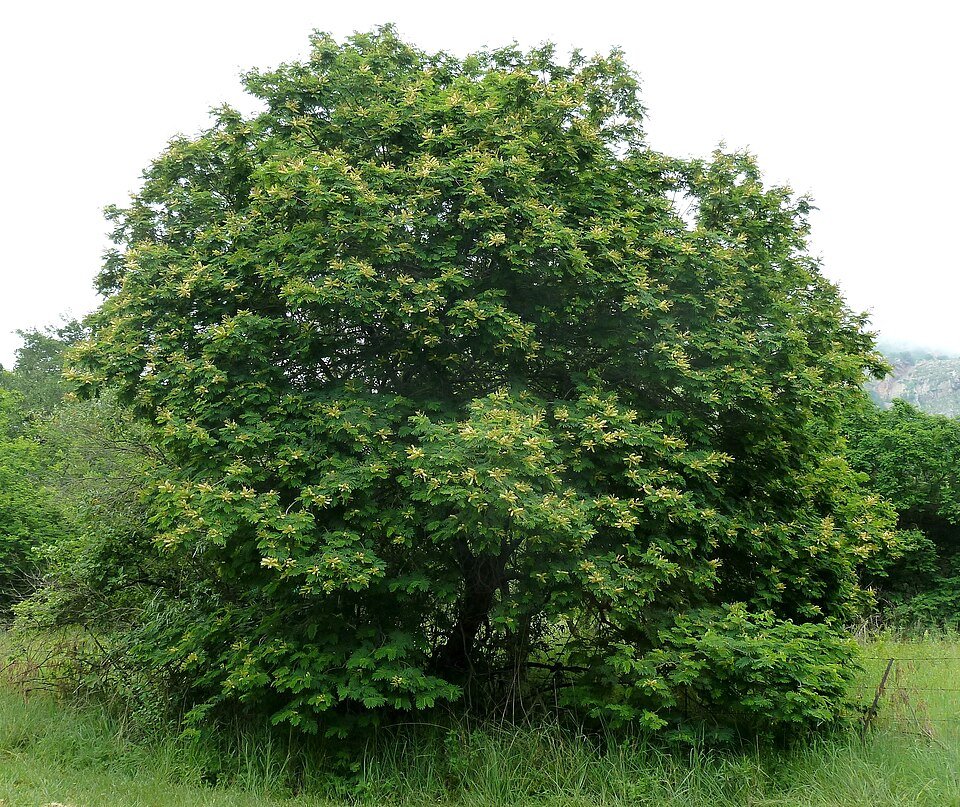 Wait-a-bit Thorn