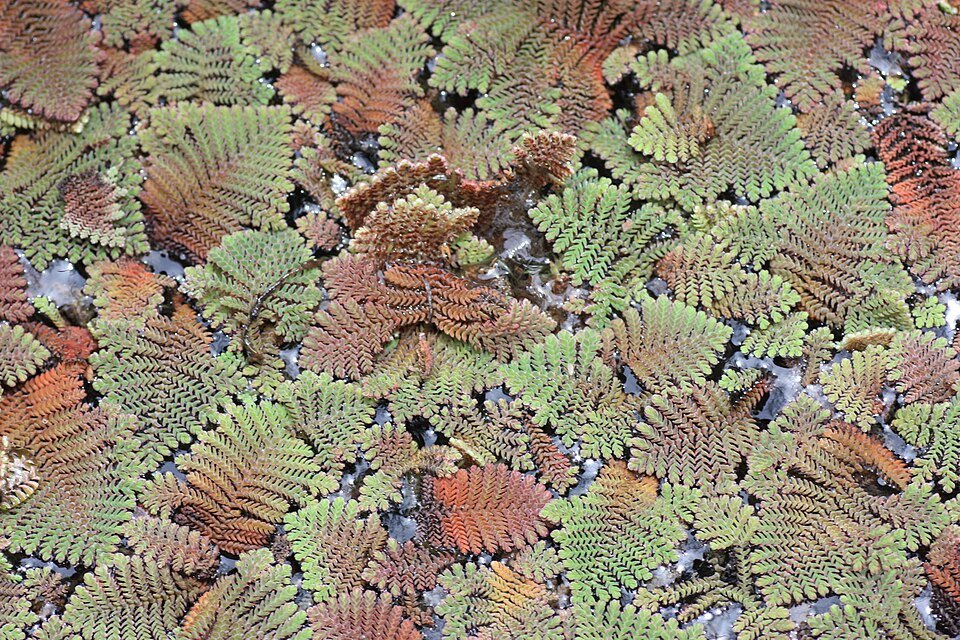 Water Ferns