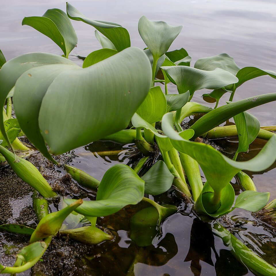 Water Hyacinth