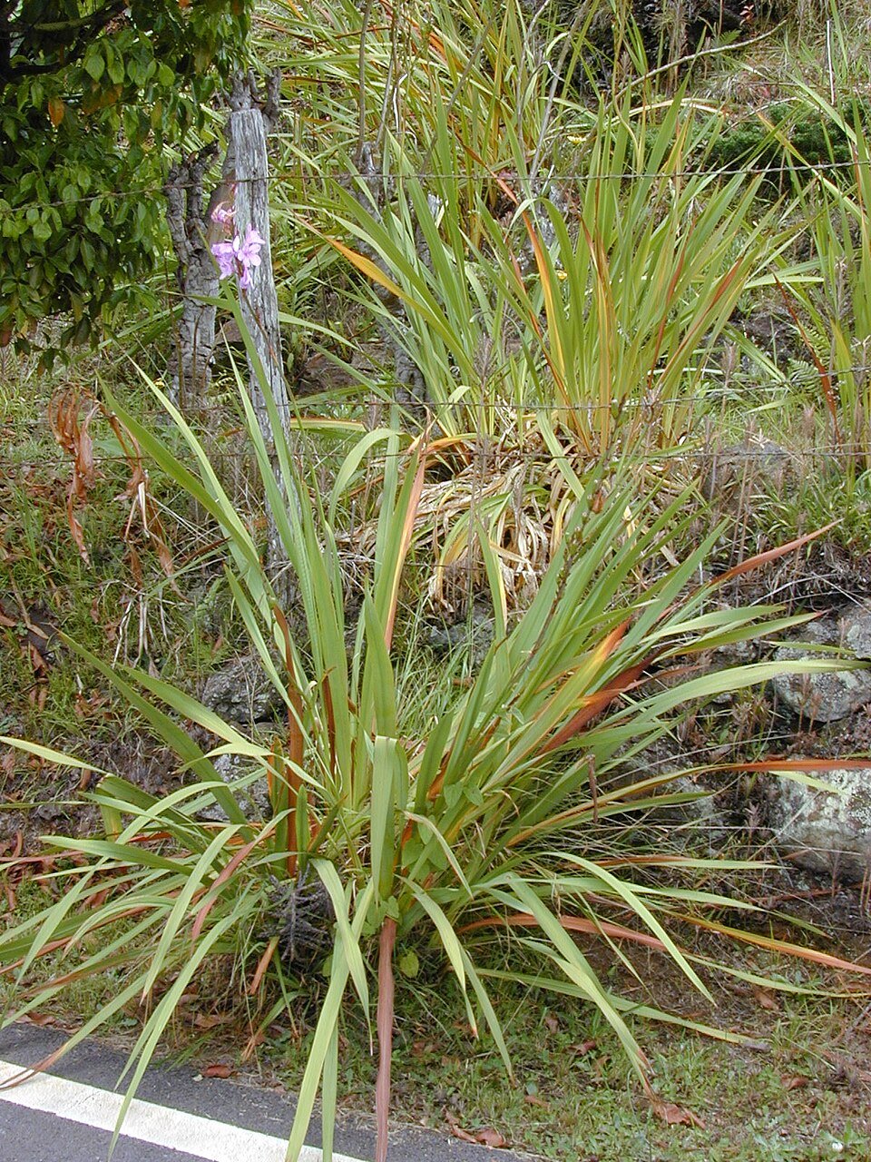 Watsonia