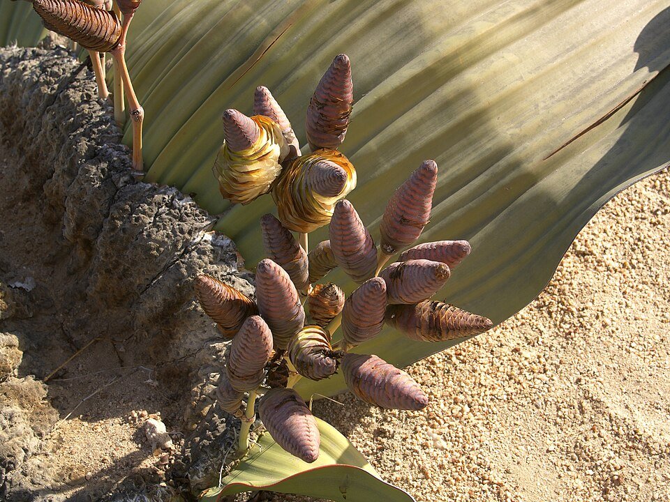 Welwitschia