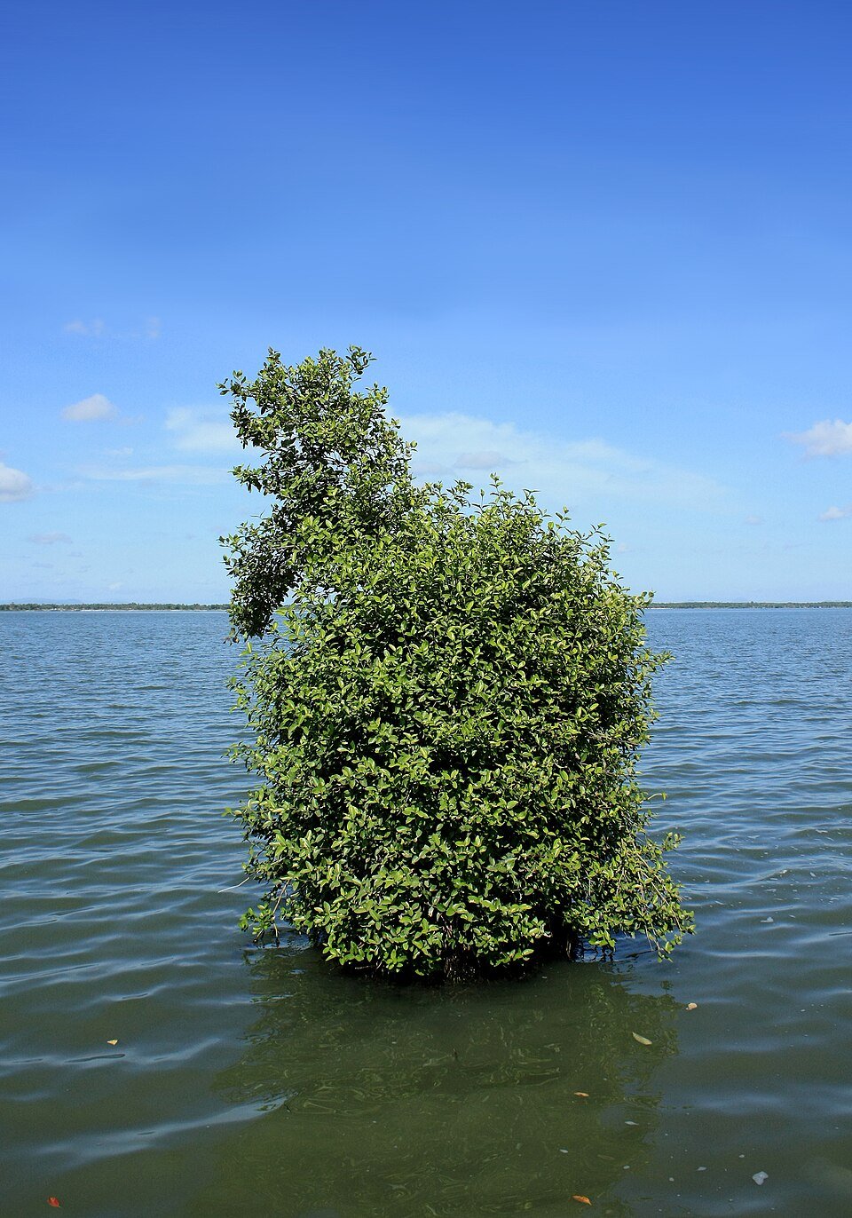 White Mangrove