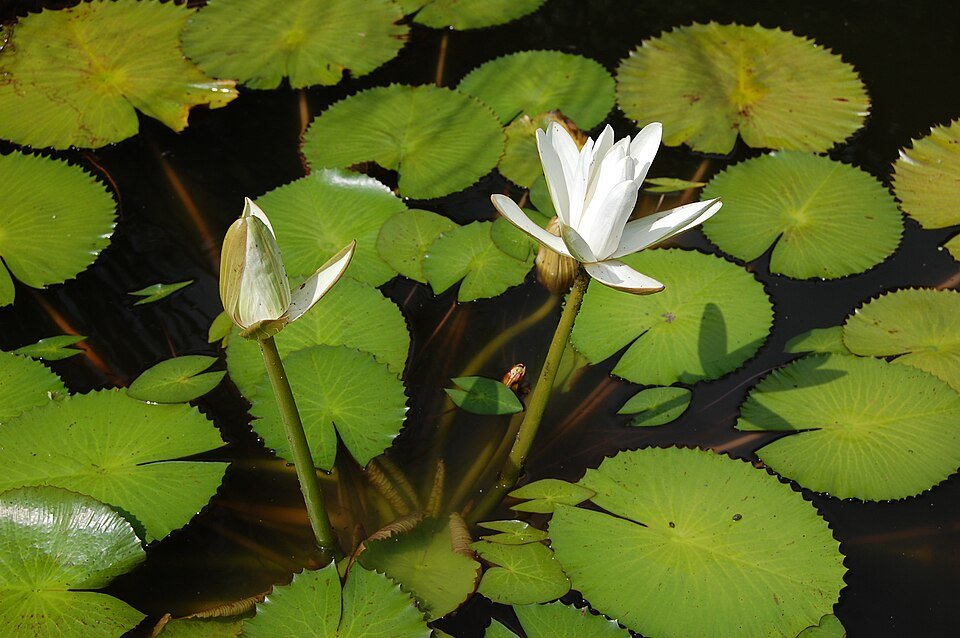 White Water Lily