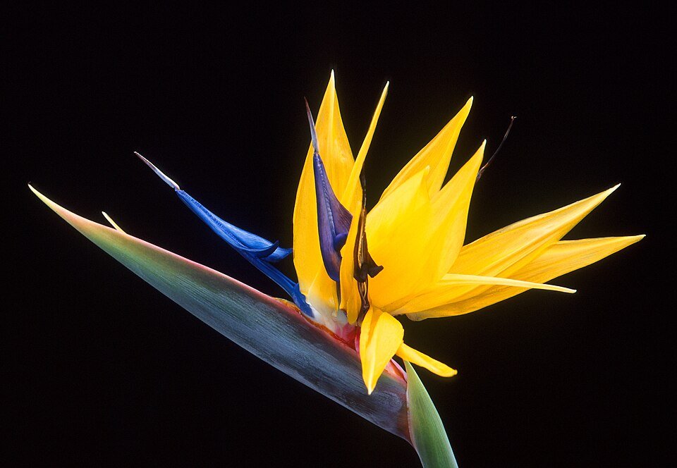 Wild Banana