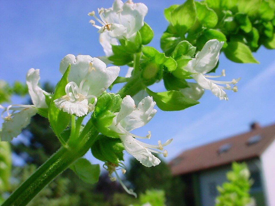 Wild Basil