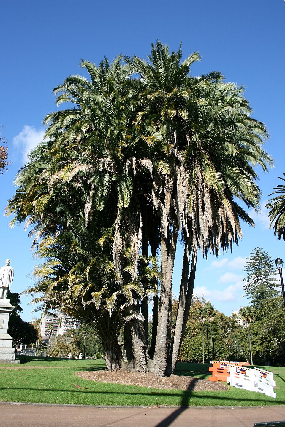 Wild Date Palm