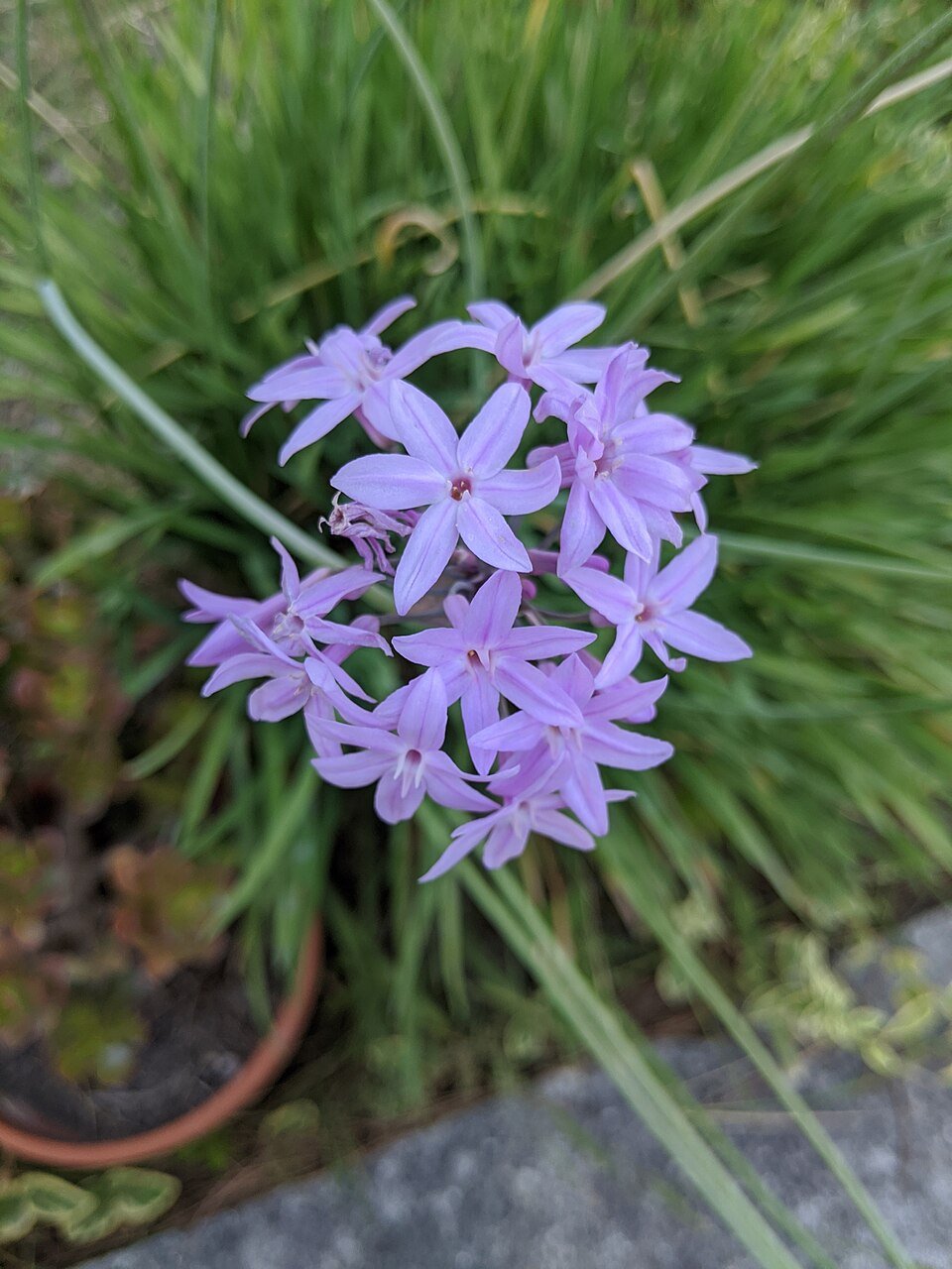 Wild Garlic