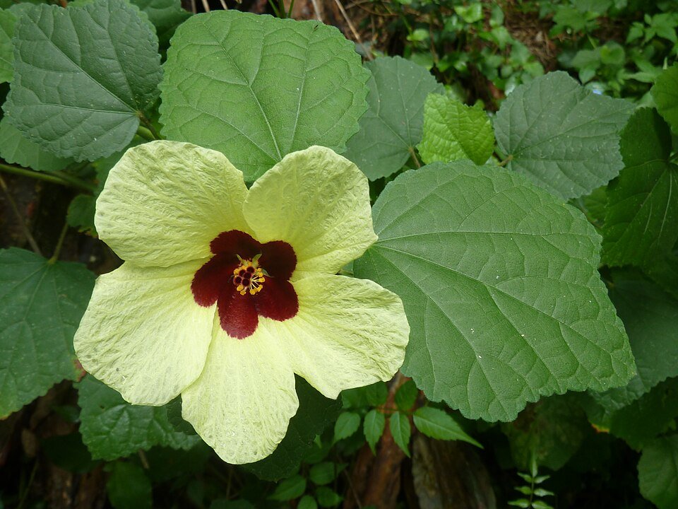 Wild Hibiscus