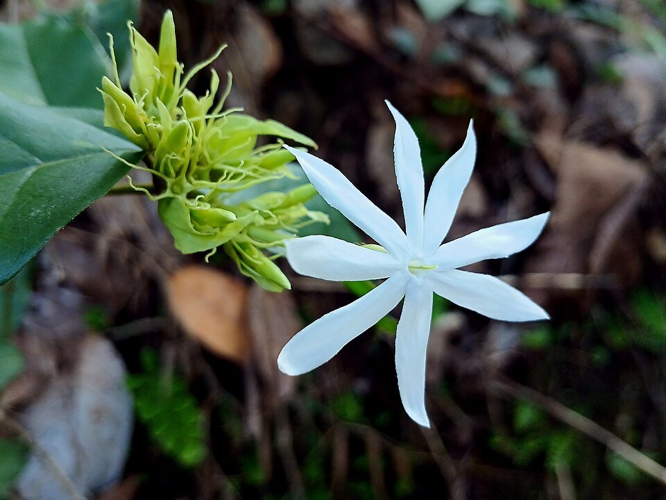 Wild Jasmine
