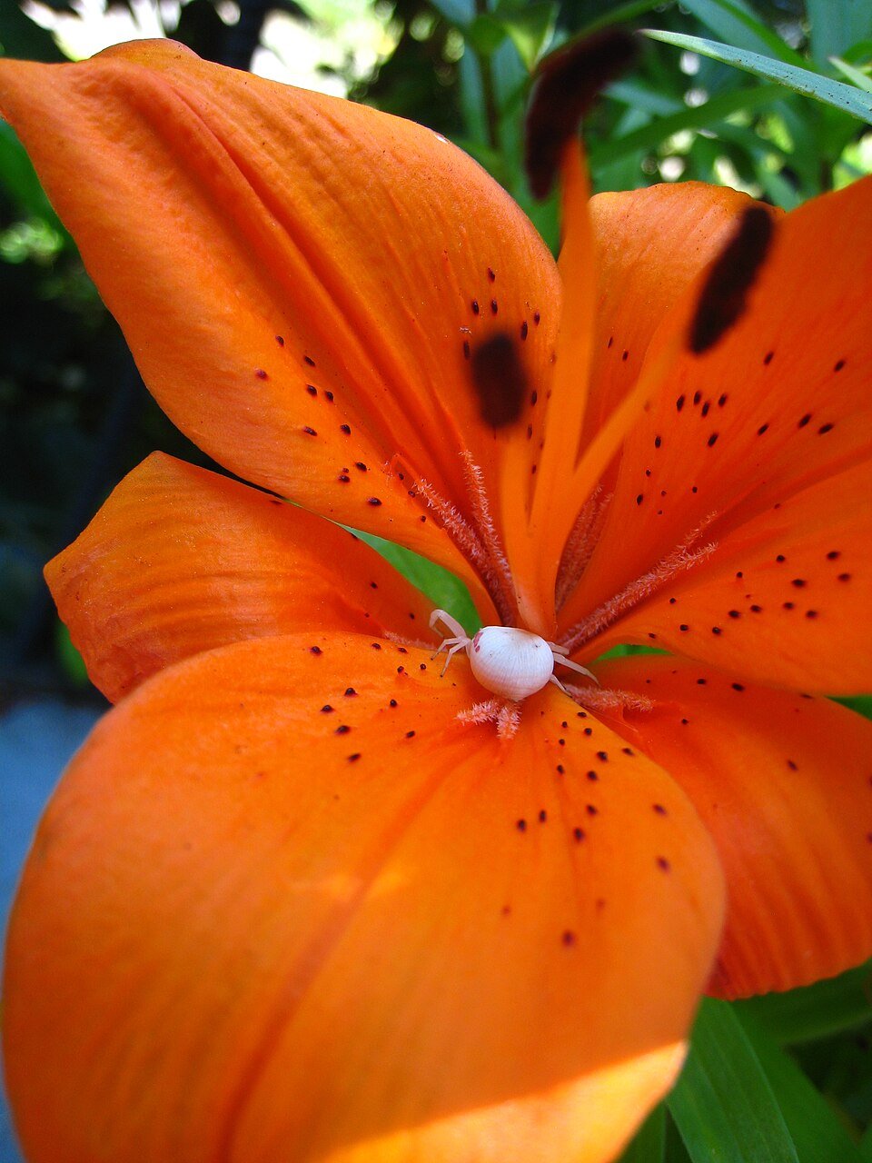 Wild Lilies