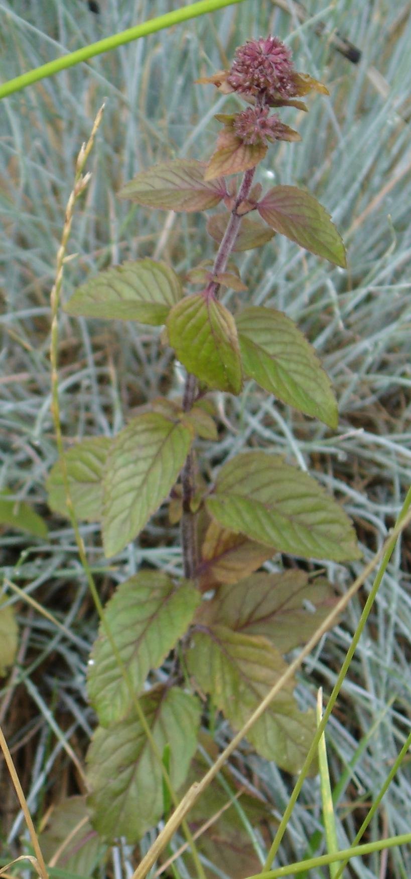 Wild Mint