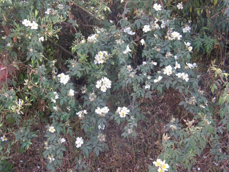 Wild Rose