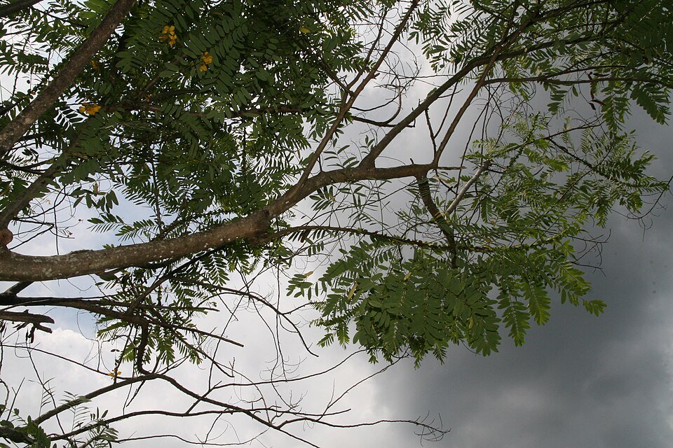 Wild Senna