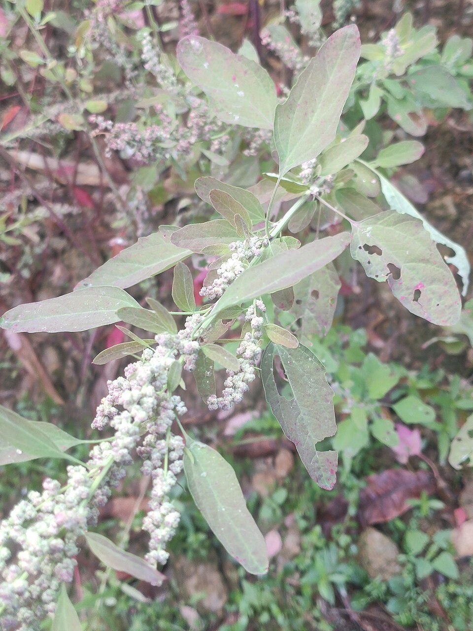 Wild Spinach Relatives