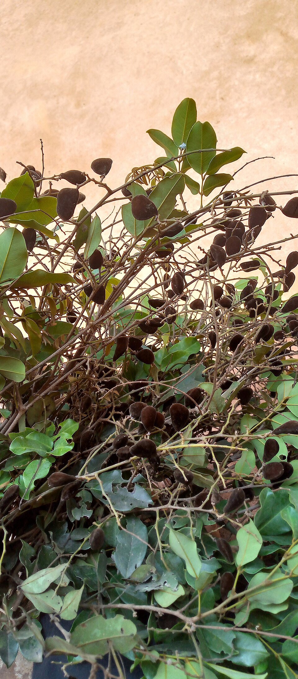 Wild Tamarind