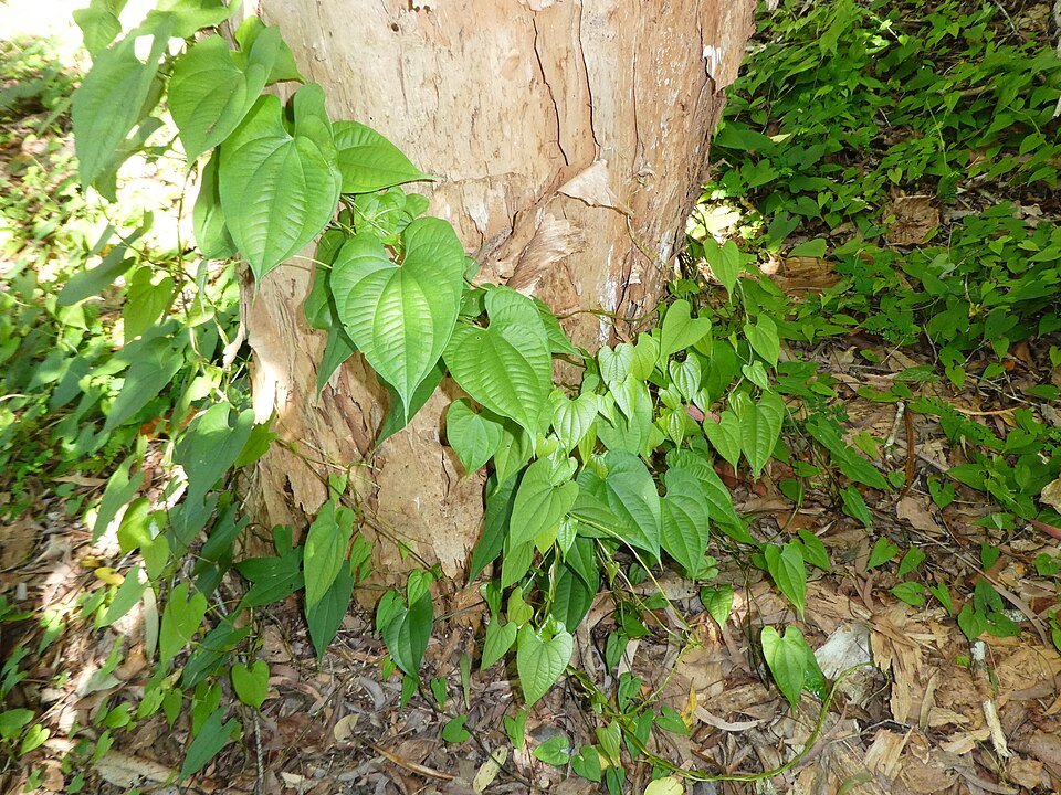 Wild Yam