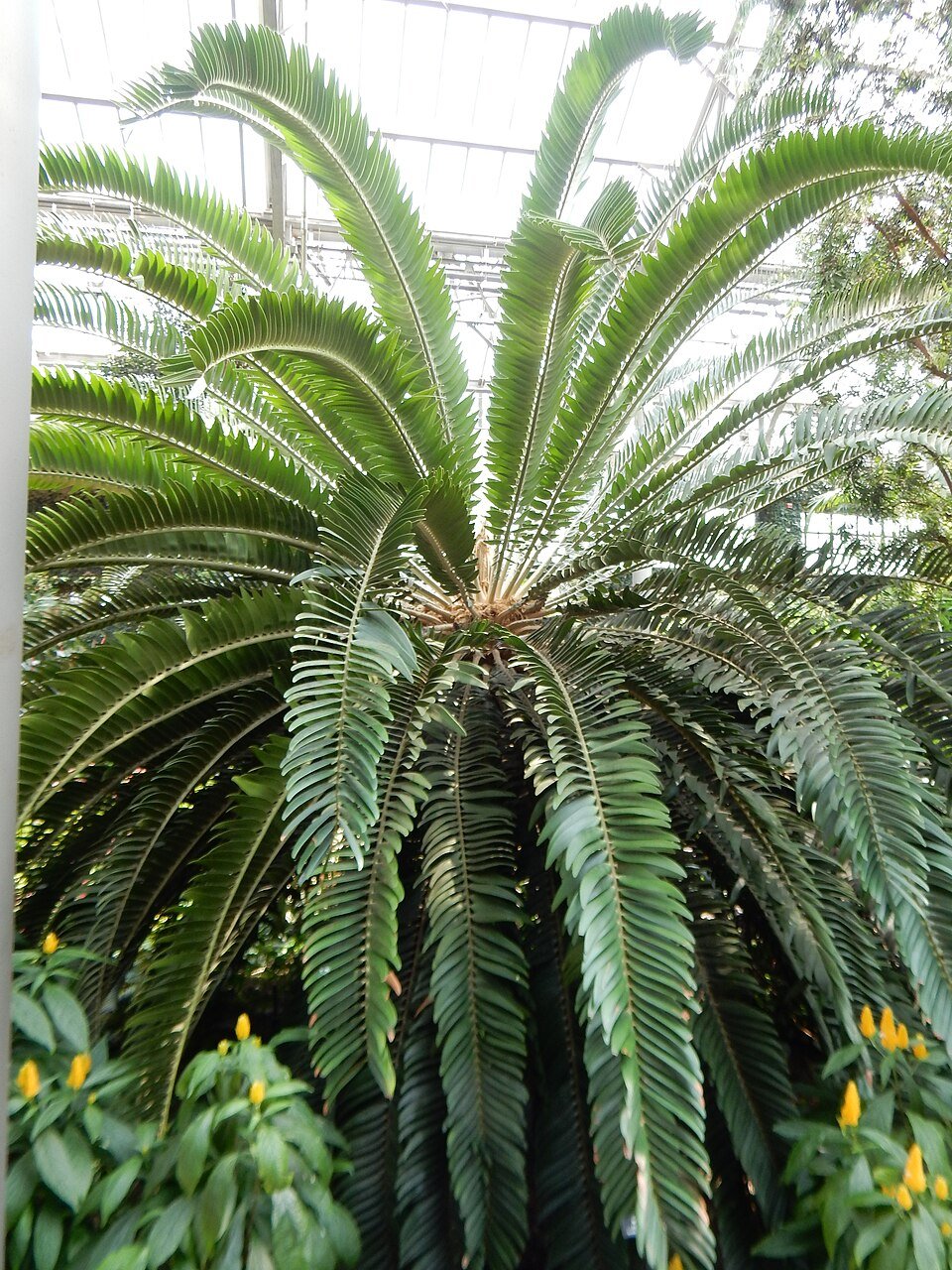 Wood's Cycad