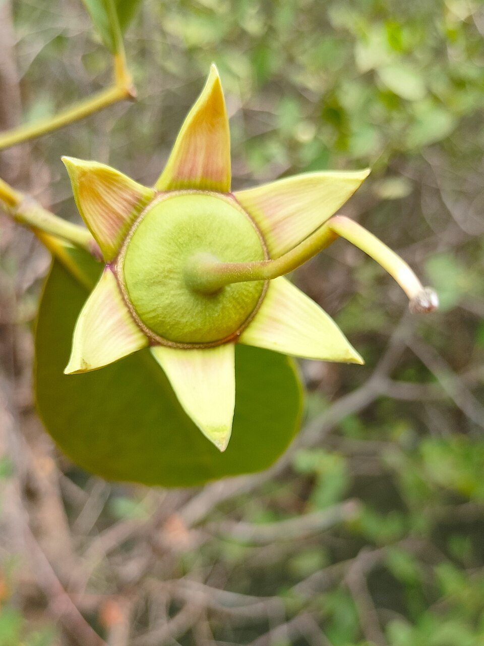 Zanzibar Mangroves