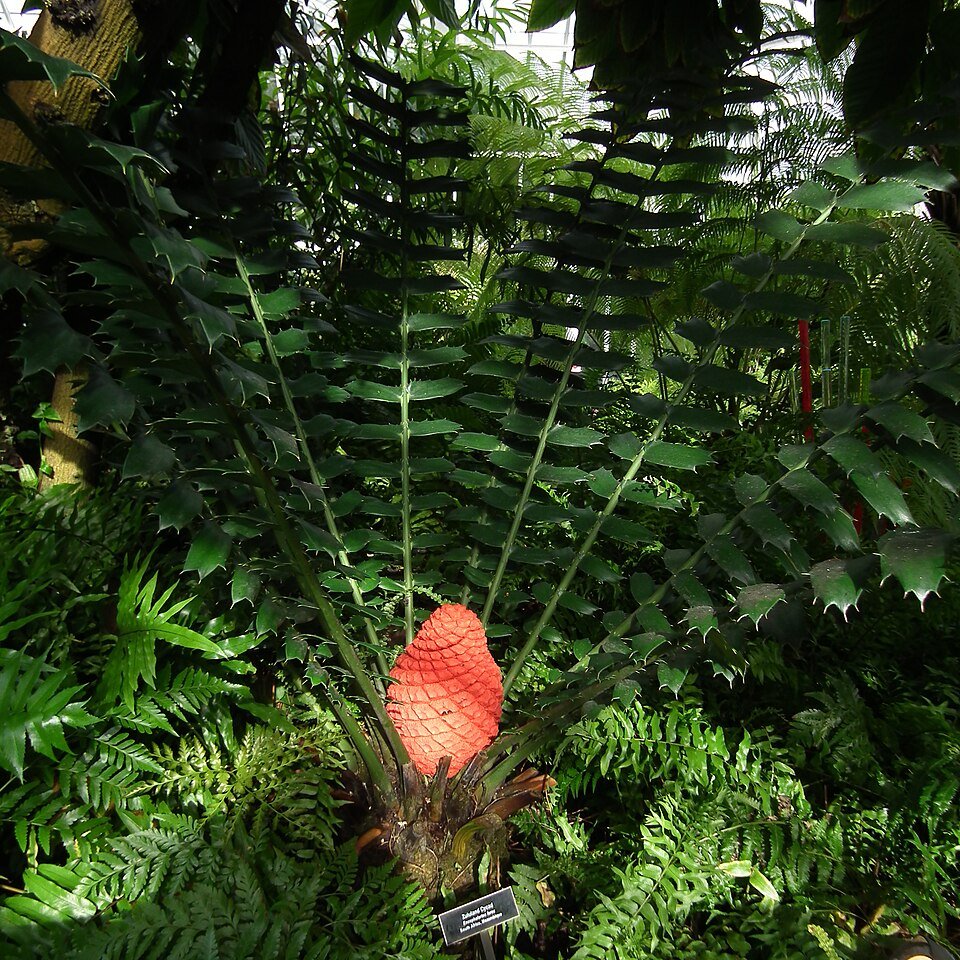 Zululand Cycad