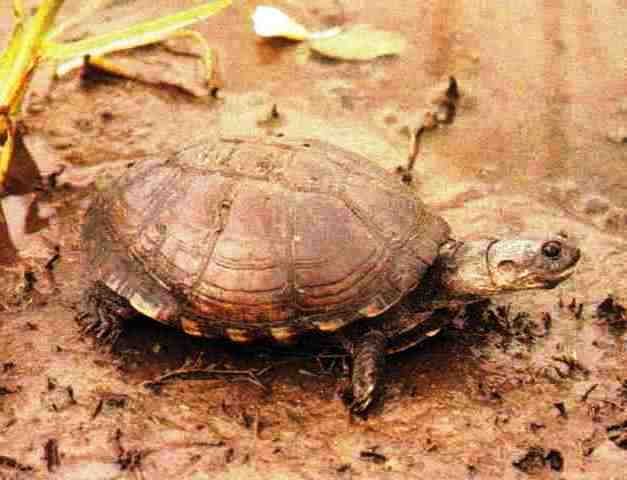 African Black Mud Turtle