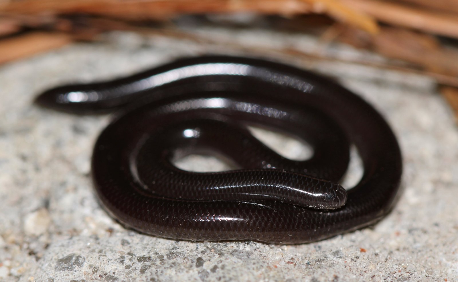 African Blind Snake