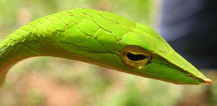 African Bush Vipers