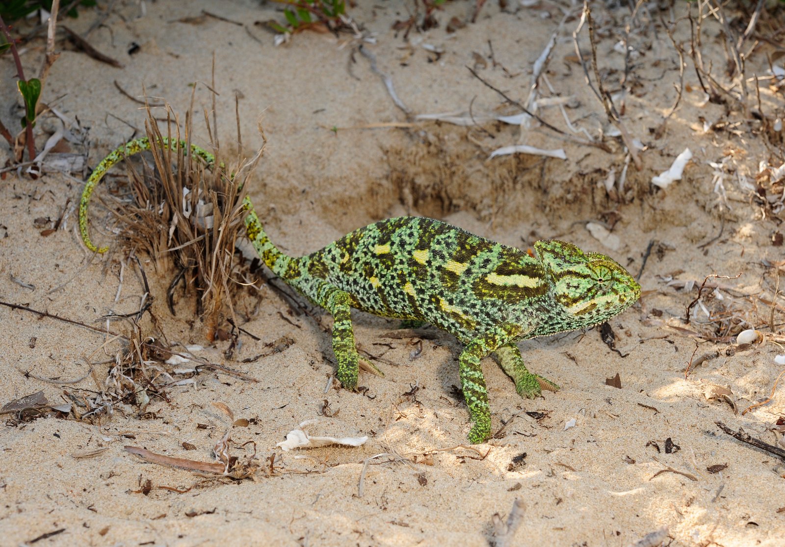 African Chameleon