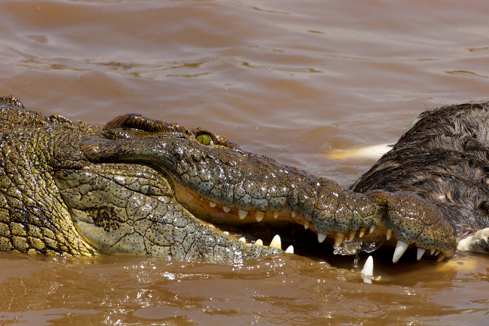 African Egg-eaters