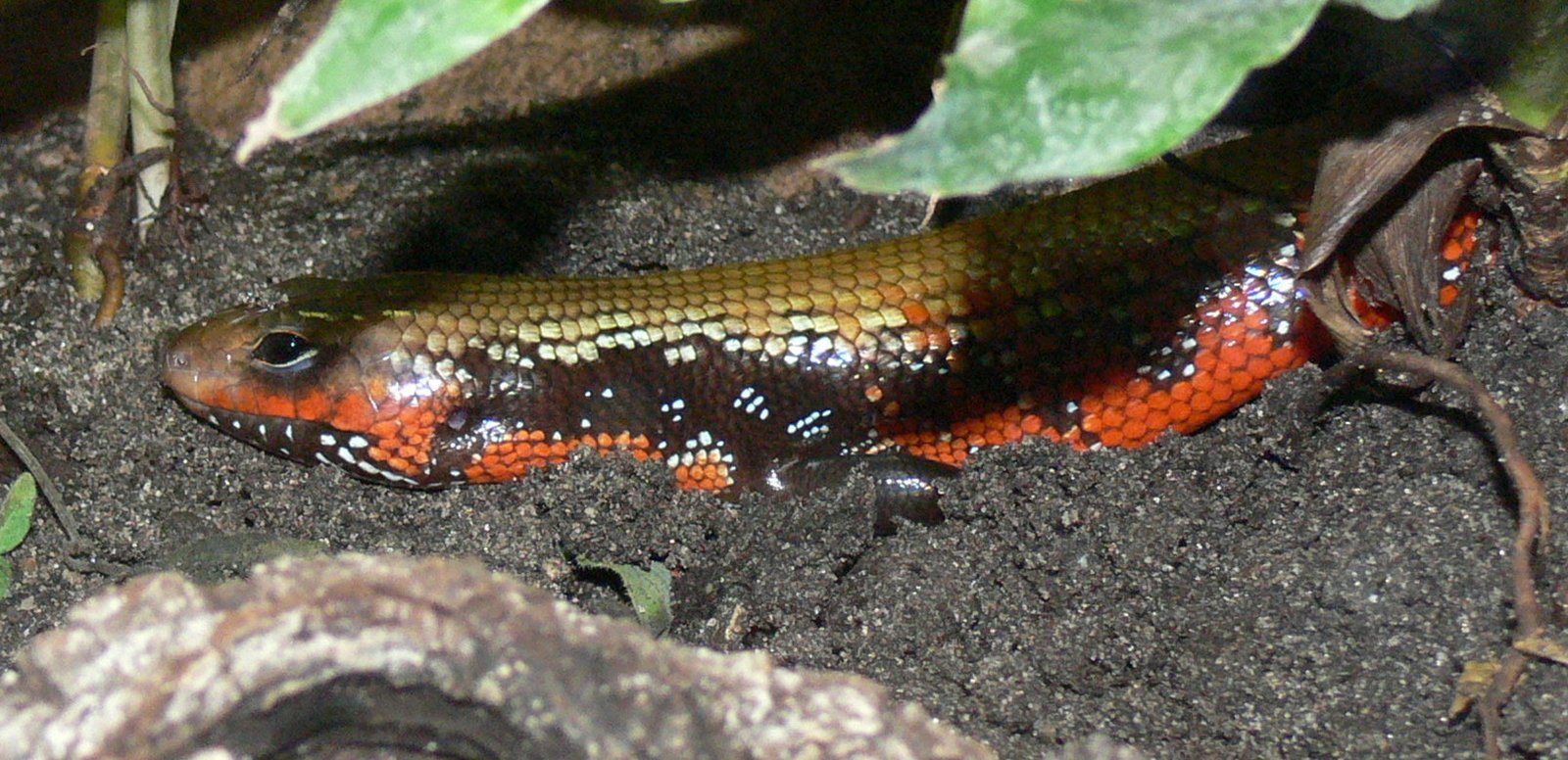 African Fire Skinks
