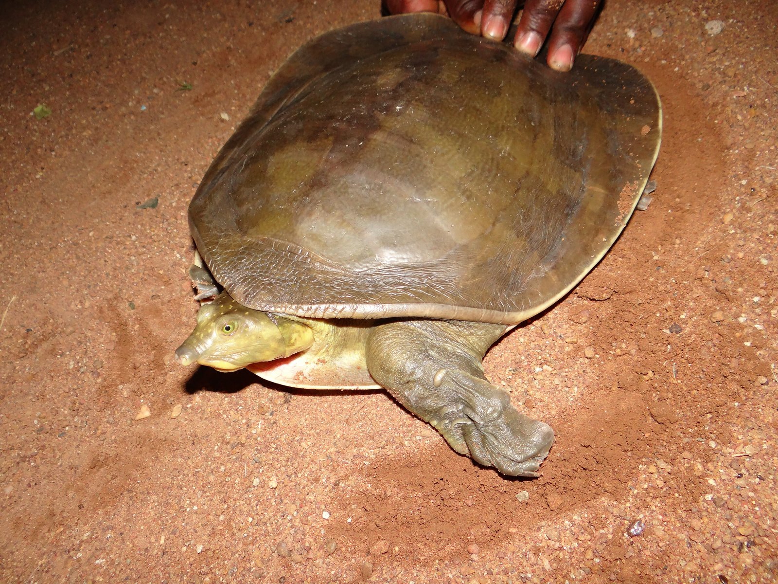 African Flapshell Turtle