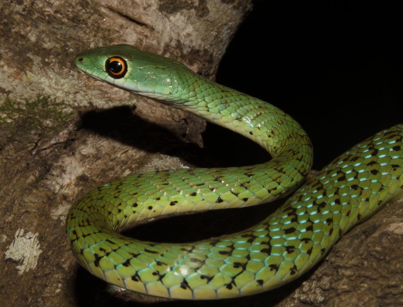 African Green Snake