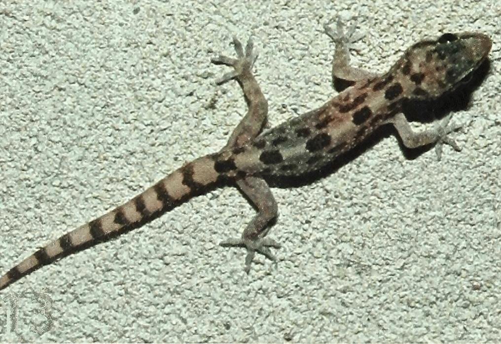 African House Gecko